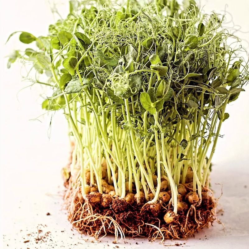 Turnip Microgreens