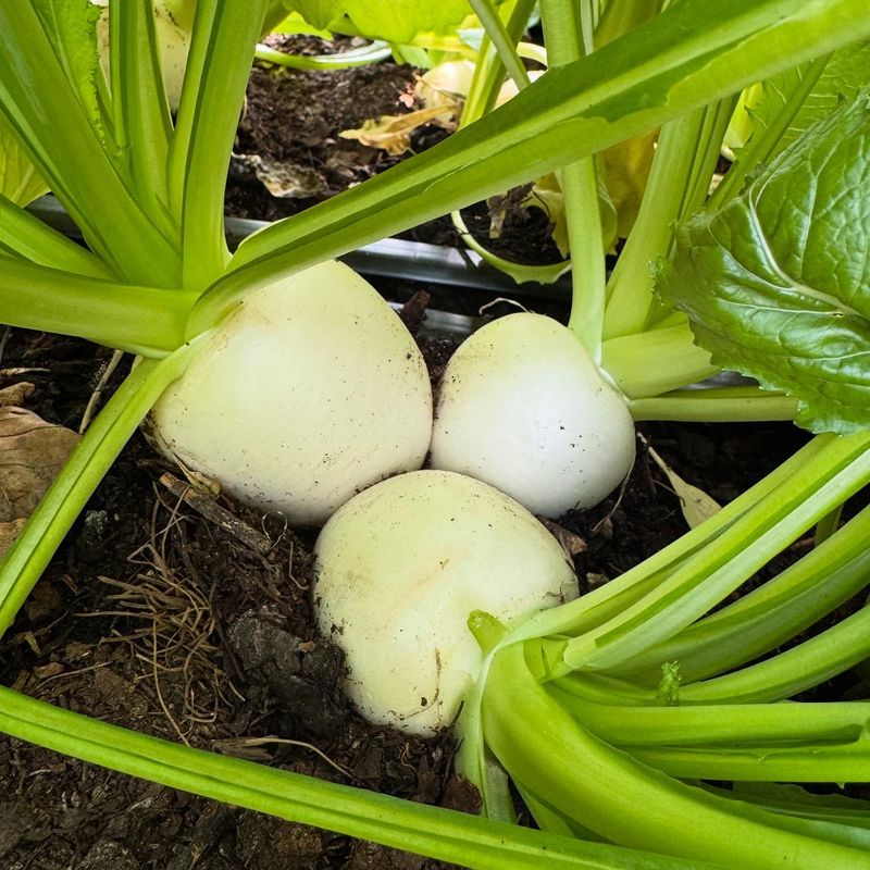 Turnips
