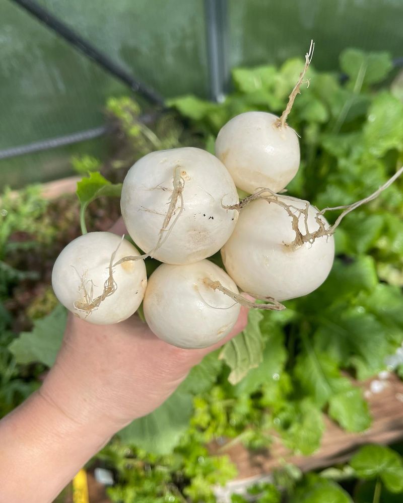 Turnips