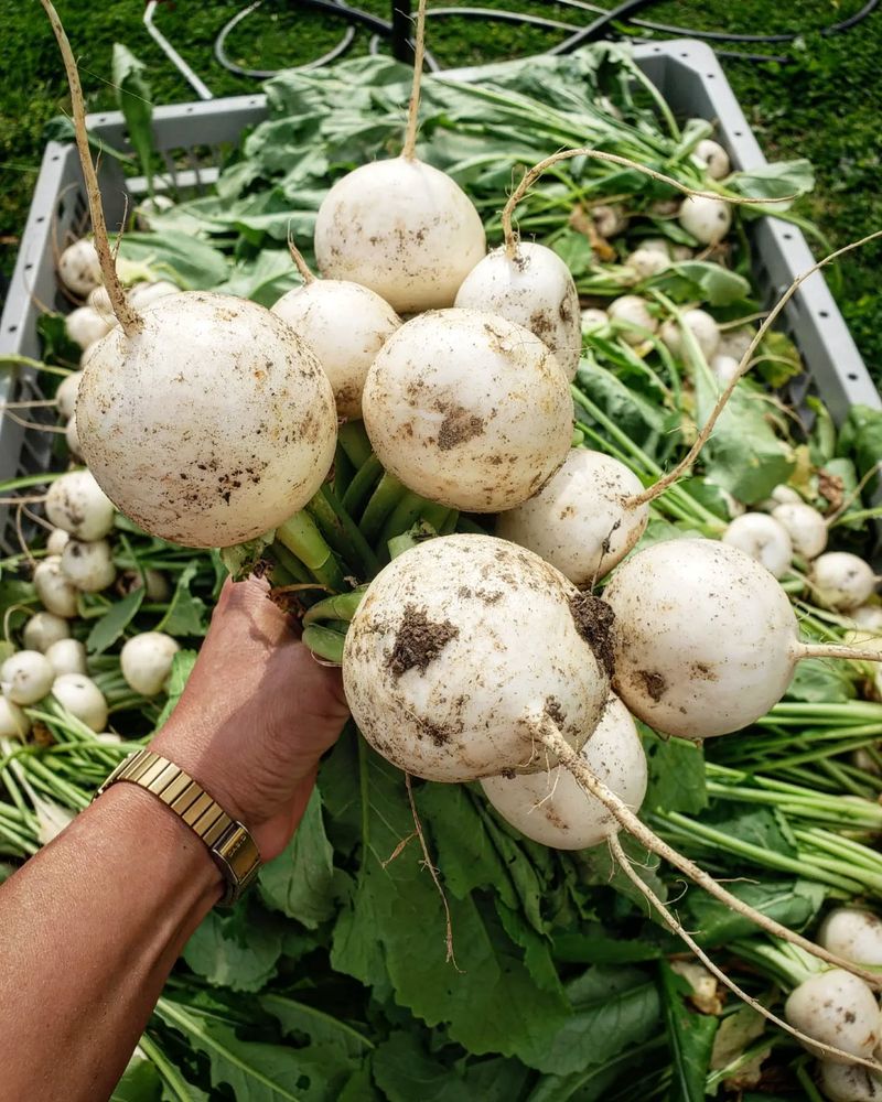 Turnips