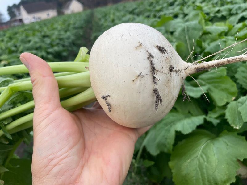 Turnips