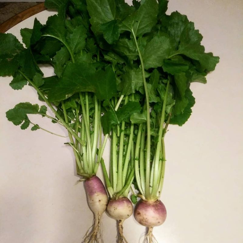 Turnips