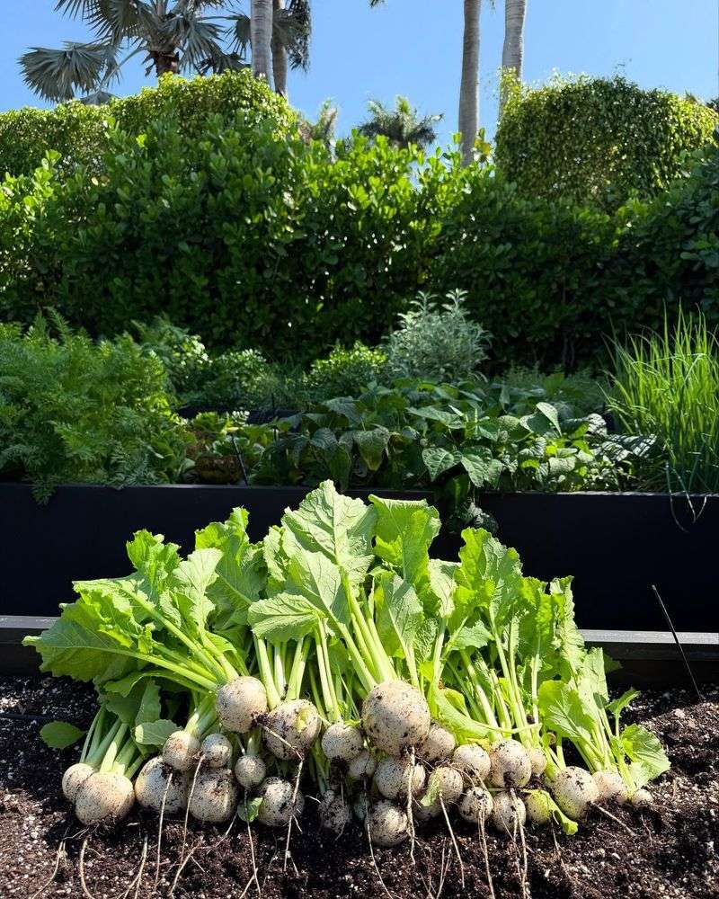 Turnips