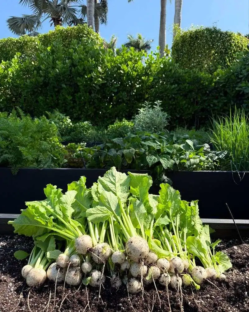Turnips