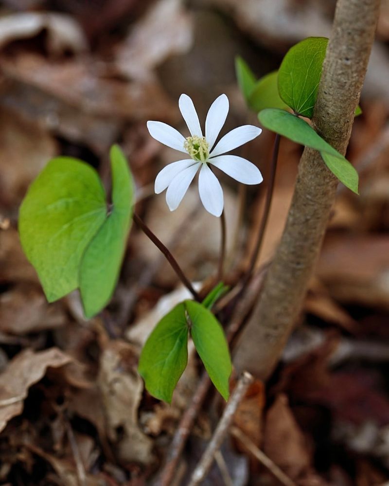 Twinleaf