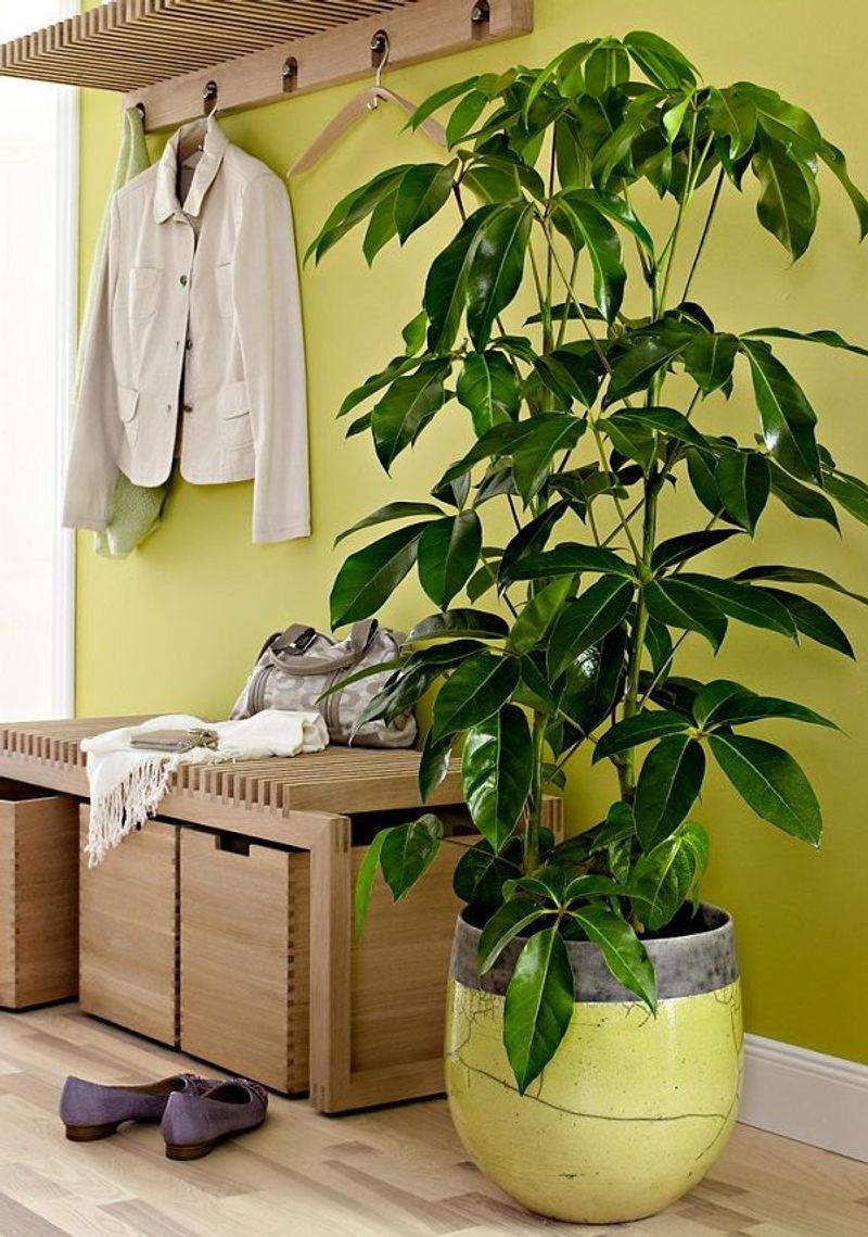 Umbrella Plant