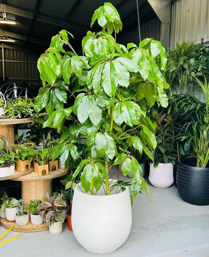 Umbrella Plant