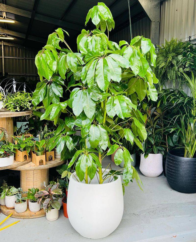 Umbrella Tree