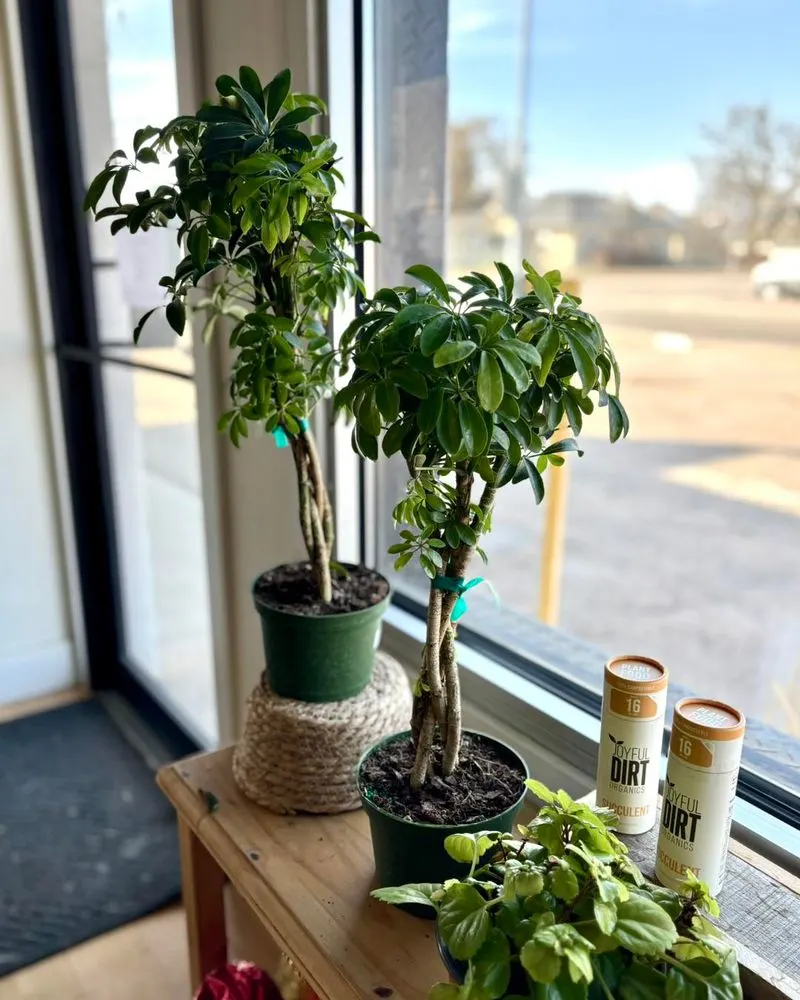 Umbrella Tree
