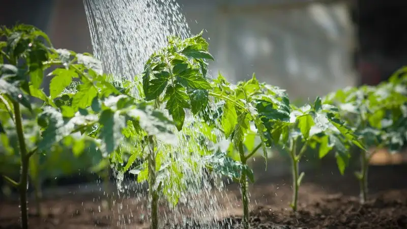 Underestimating Watering Needs