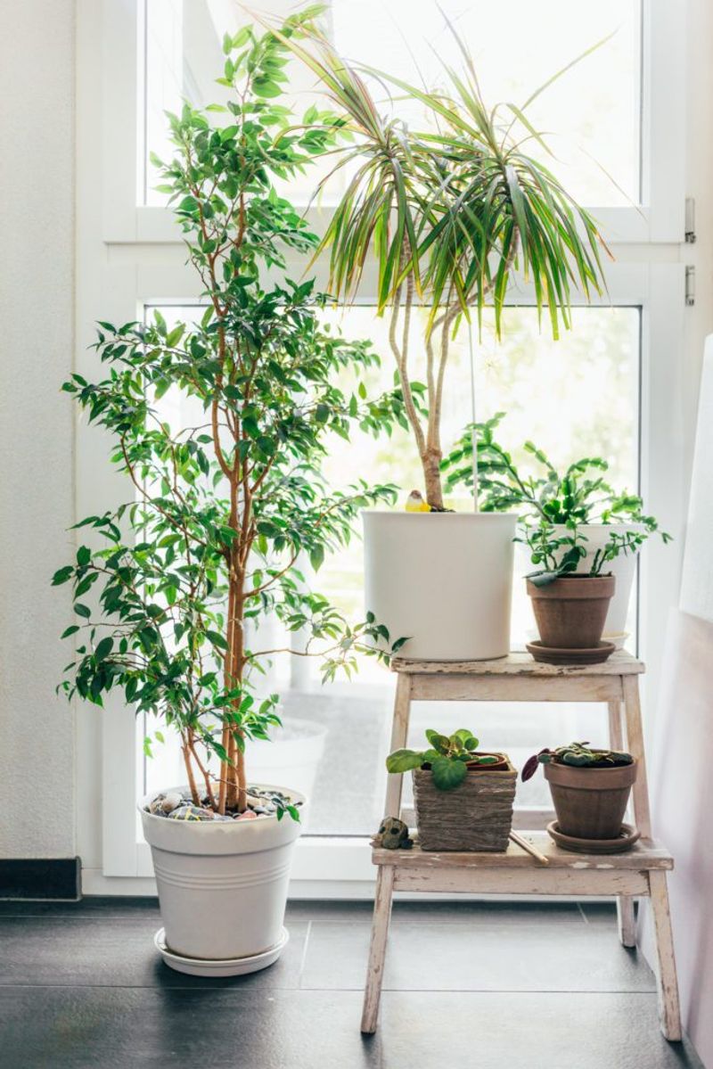 Understanding Light Requirements