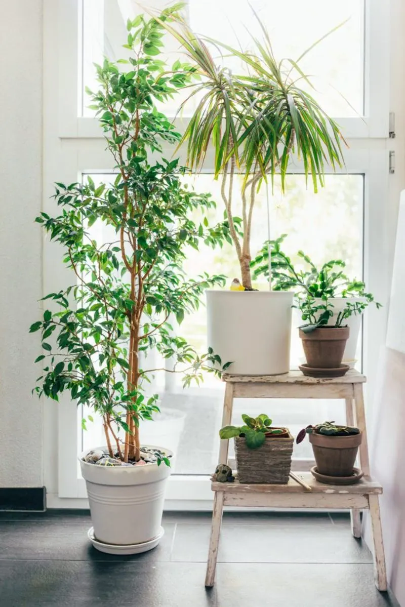 Understanding Light Requirements