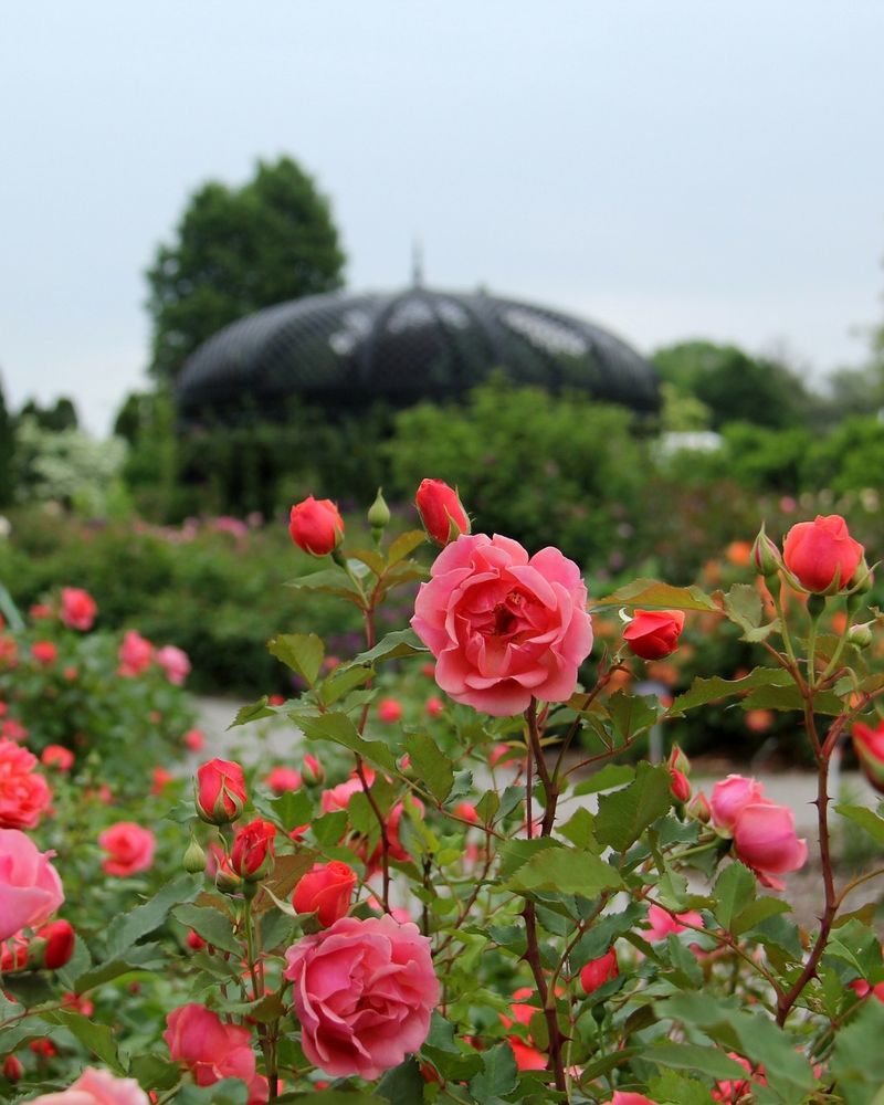 Understanding Rose Growth Cycles