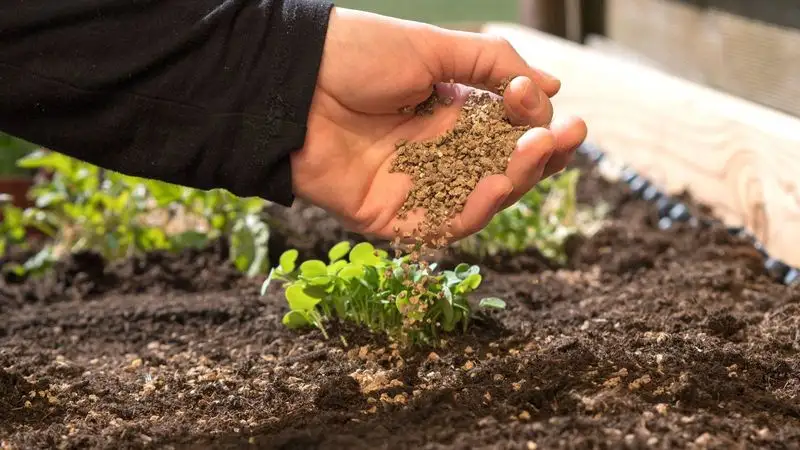 Using Organic Fertilizers
