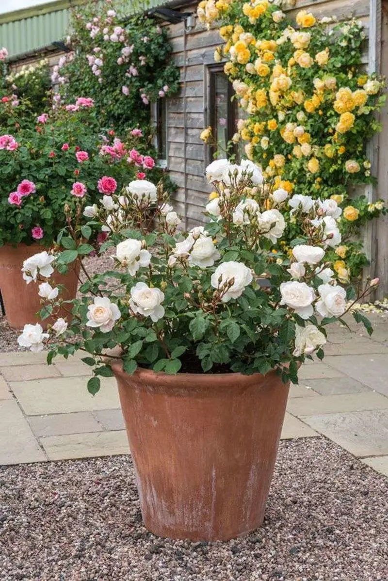 Understanding Soil Needs