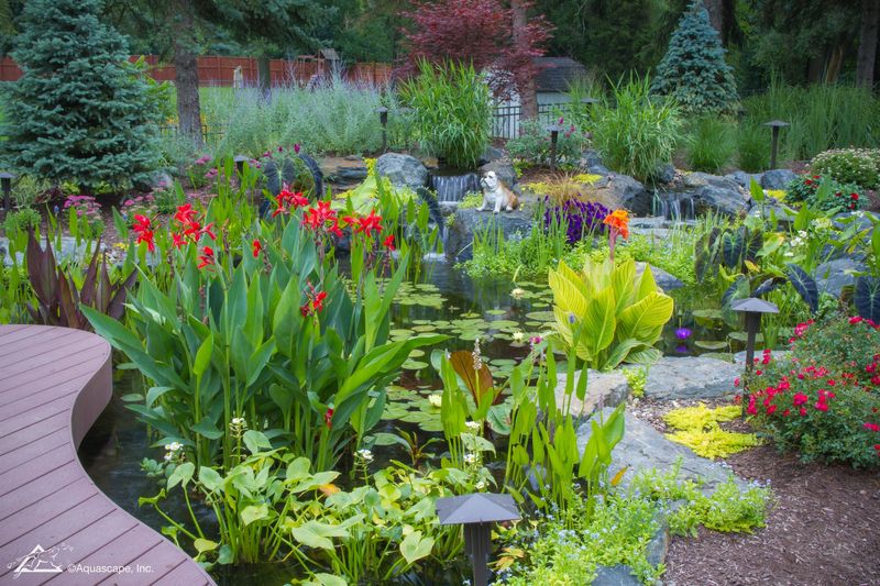 Underwatering