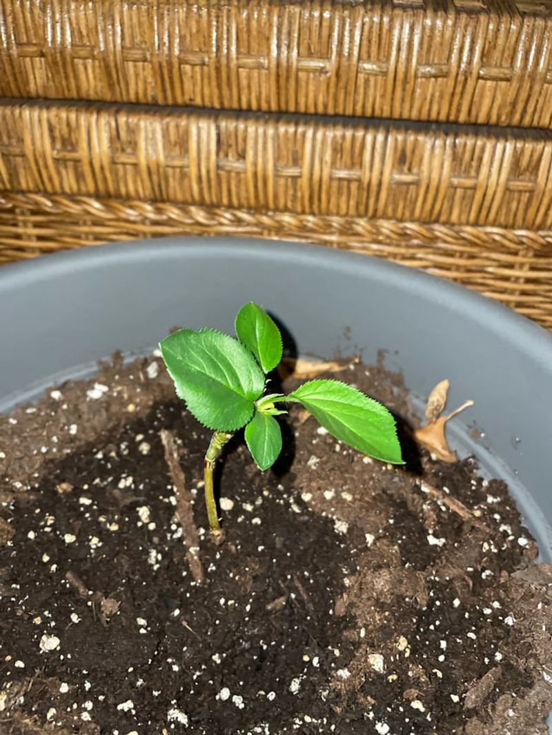Unexpected Apple Seedlings
