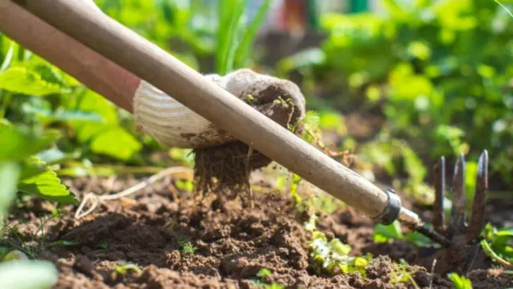Unleash the Power of Roots: 14 Essential June Tasks for Root Crop Success