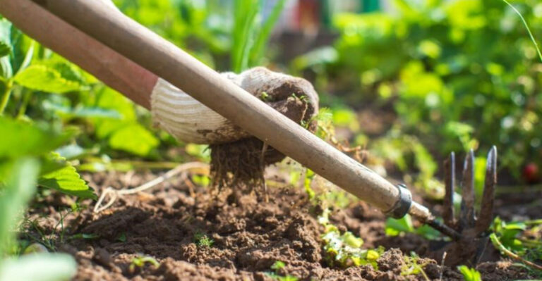 Unleash the Power of Roots: 14 Essential June Tasks for Root Crop Success