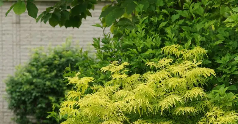 Unpruned Overgrowth