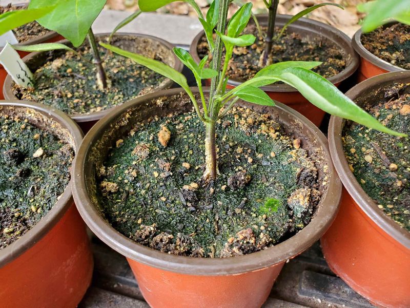 Unsuitable Soil