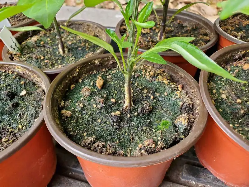 Unsuitable Soil