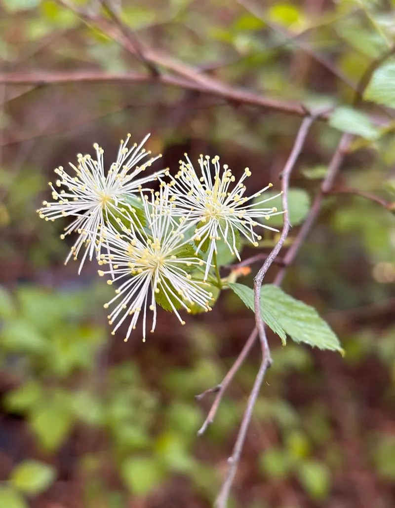 Unusual Flowering Time