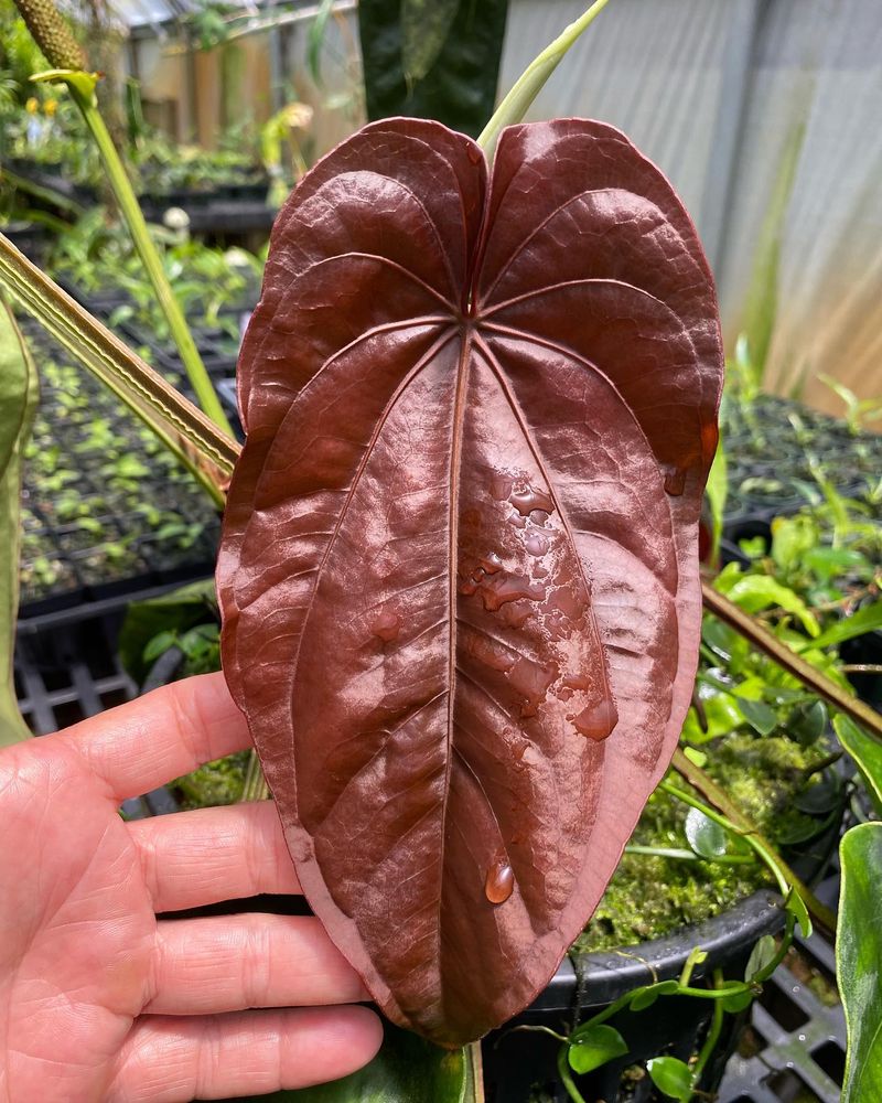 Unusual Leaf Color Change