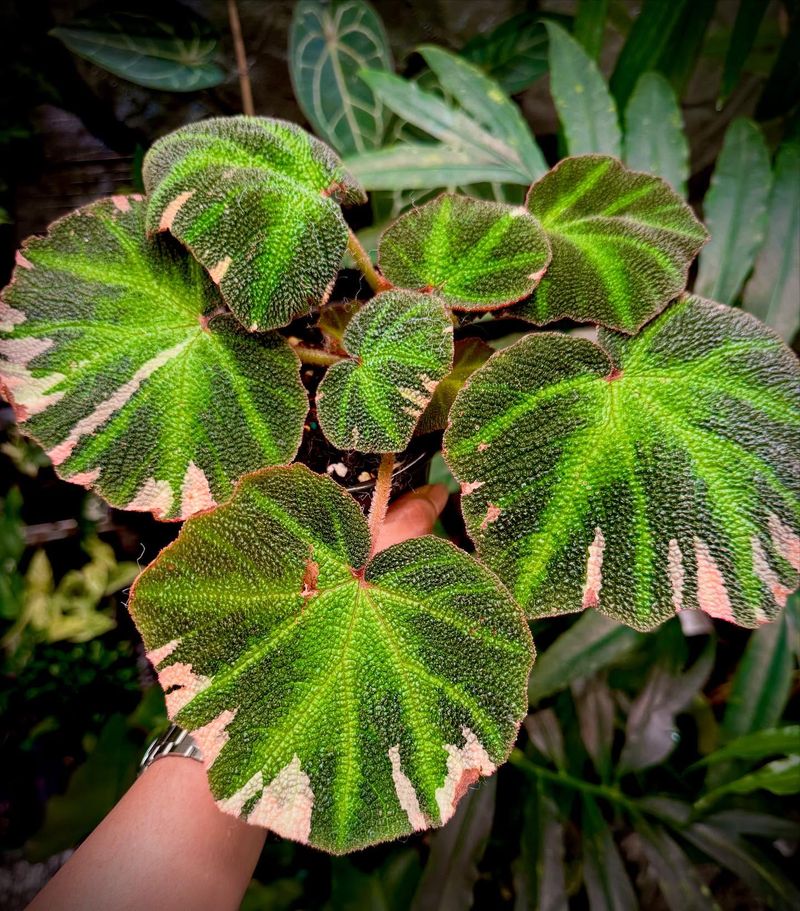 Unusual Plant Coloration