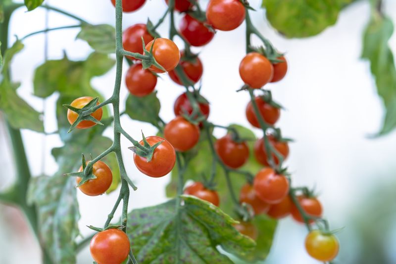 Upside-Down Tomato Planter