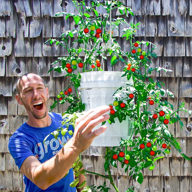 Upside-Down Tomato Planters