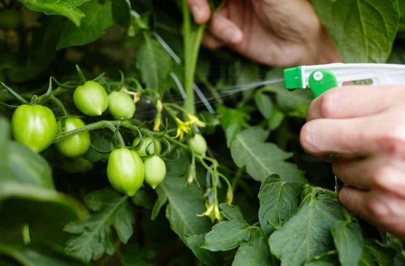 Use Baking Soda for Sweeter Tomatoes
