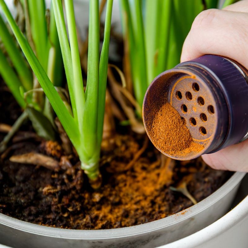 Use Cinnamon for Fungus
