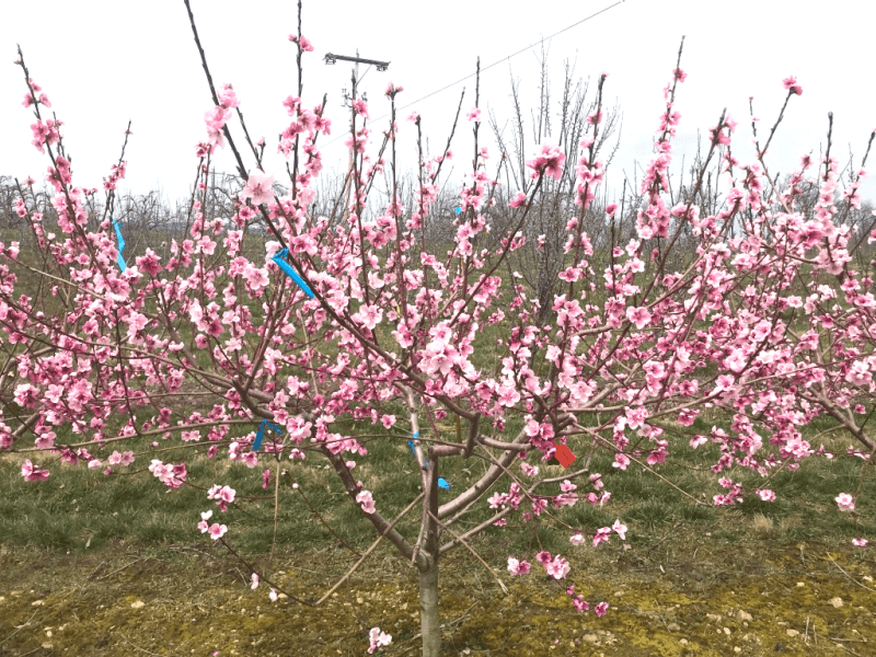 Use of Growth Regulators