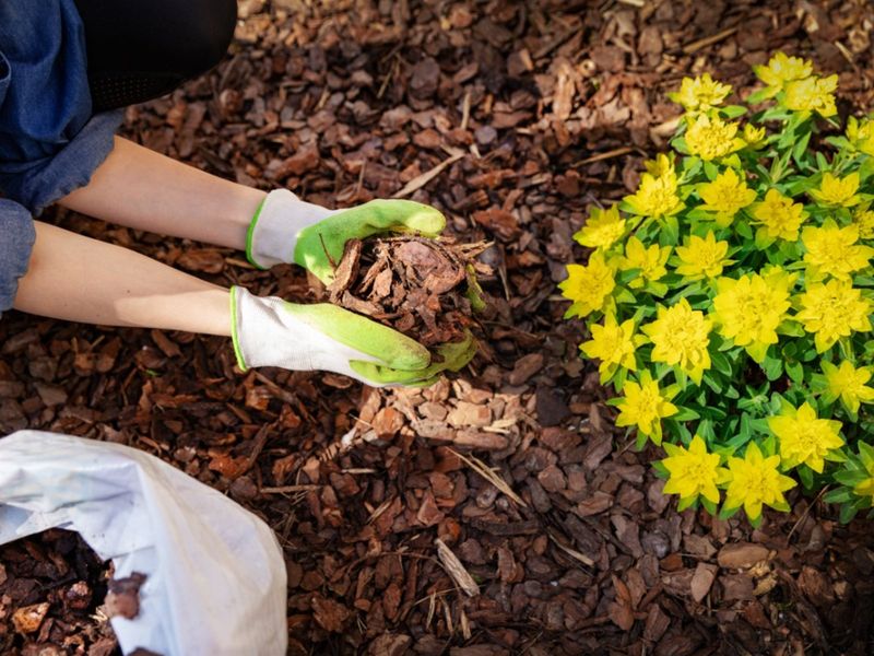 Use of Mulch