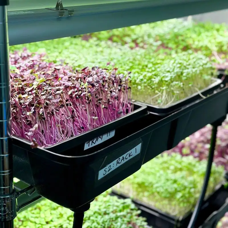 Using Hydroponic Trays