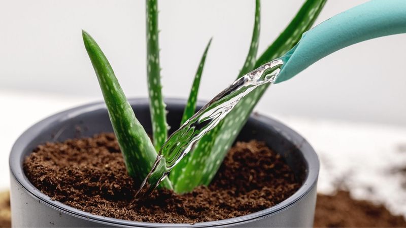 Using Tap Water