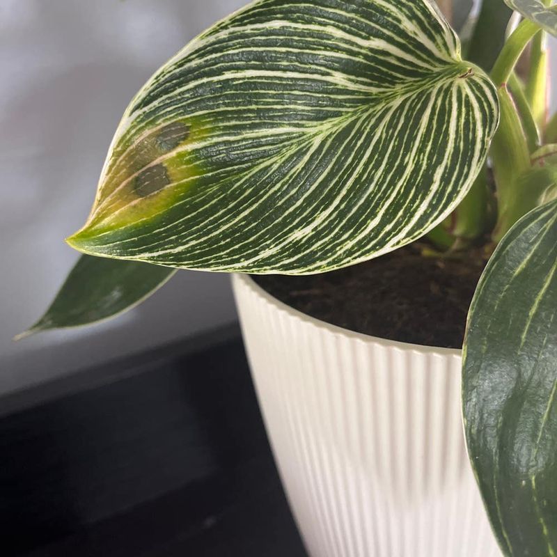 Utilizing Companion Plants