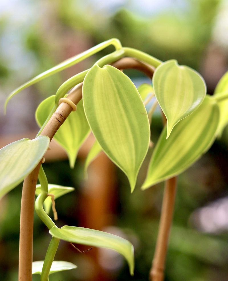 Vanilla Orchid
