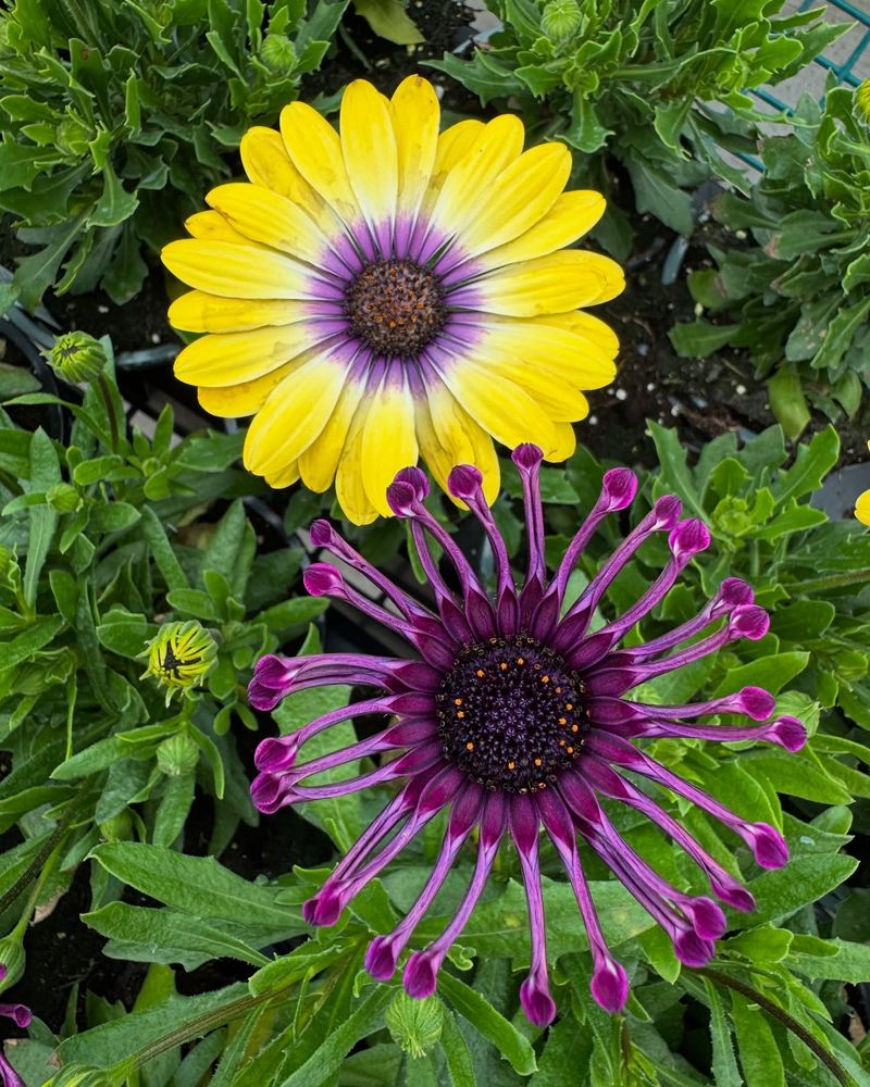 Varieties of Daisies