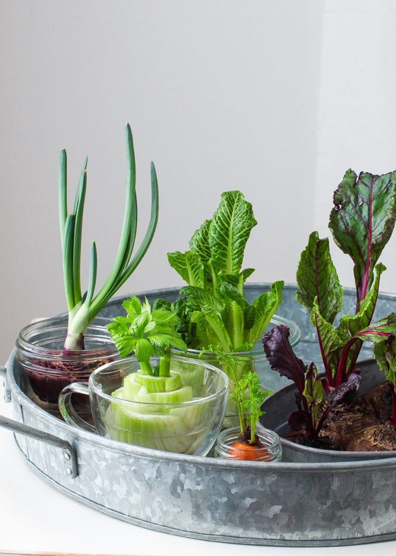 Veggie Scrap Regrowth
