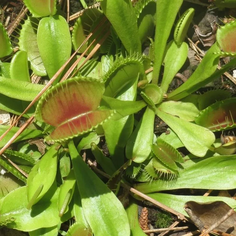 Venus Flytrap Leaf
