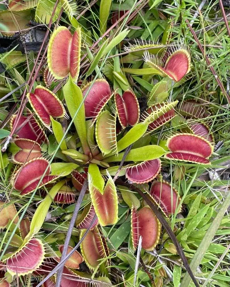 Venus Flytrap’s Memory