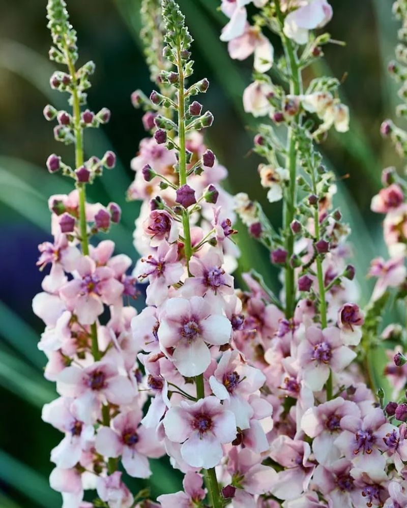 Verbascum
