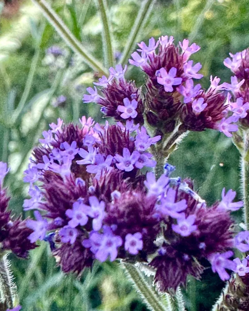 Verbena