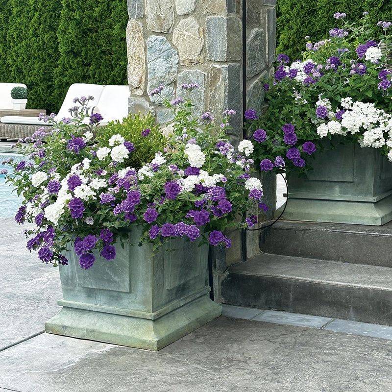 Verbena