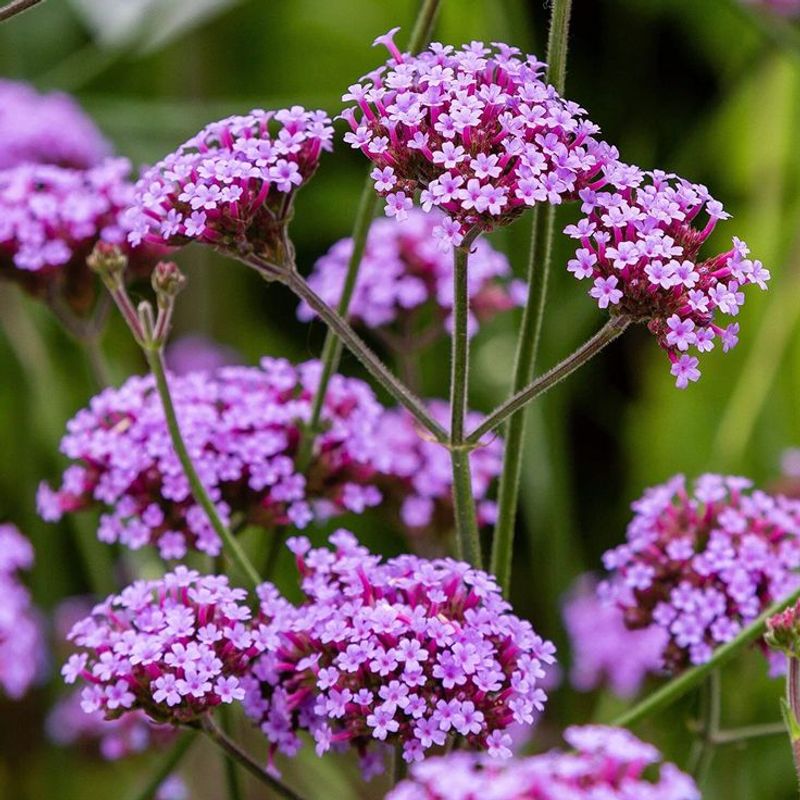 Verbena