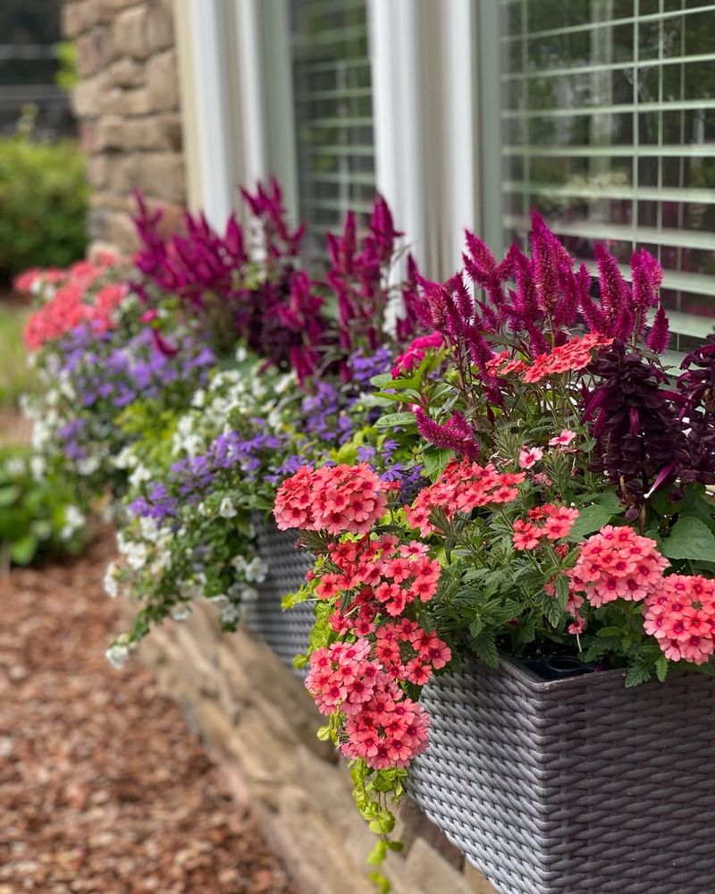Verbena