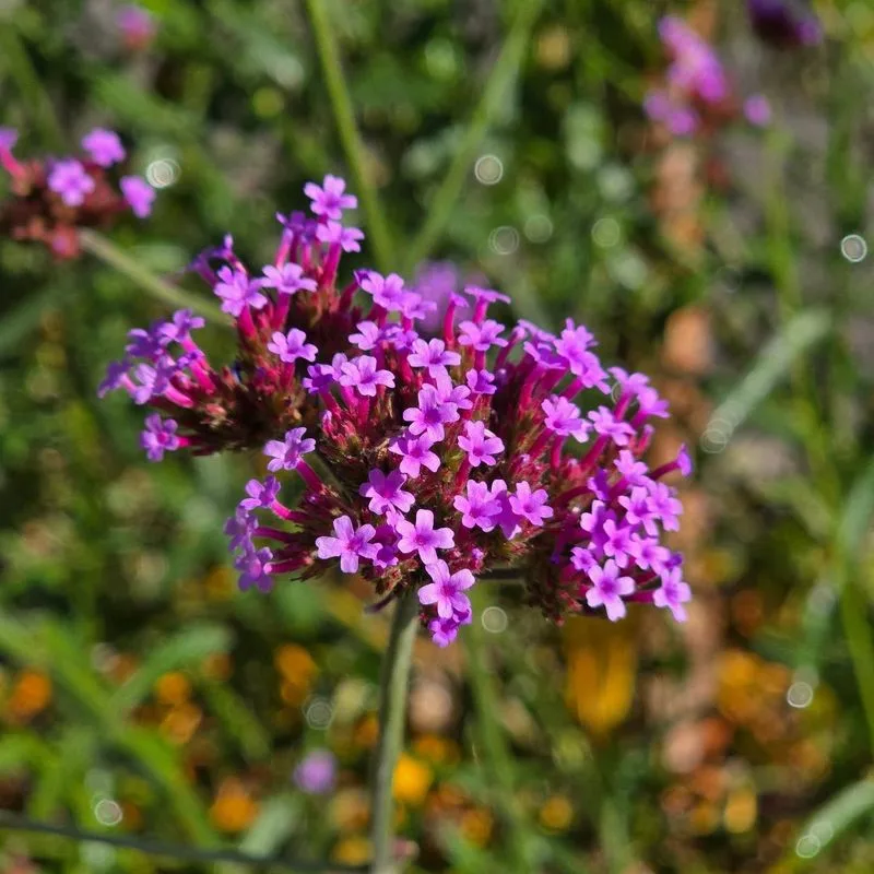 Verbena