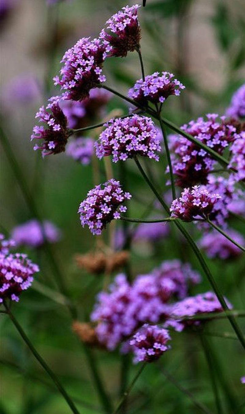 Verbena